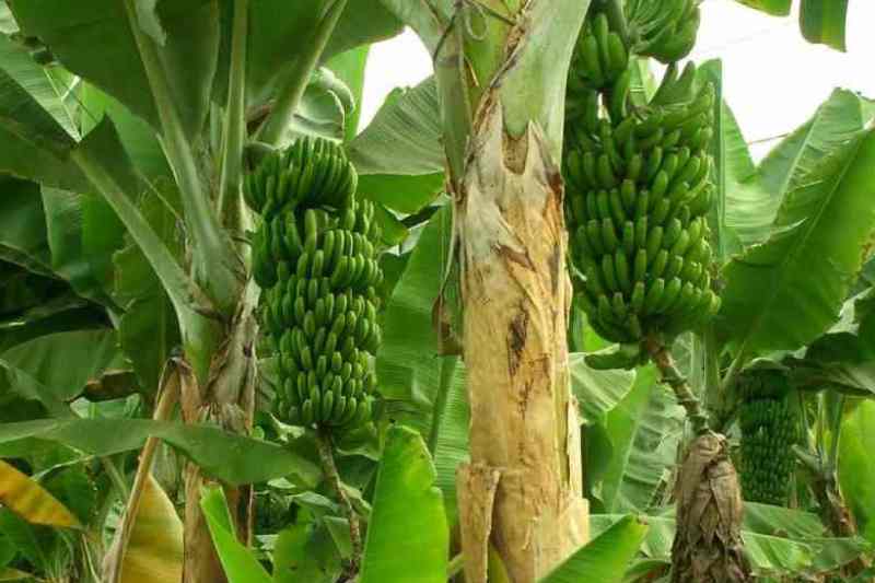 Aspectos técnicos del banano